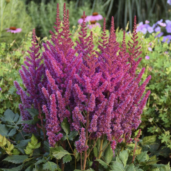 Astilbe 'Visions in Red' NEW 2022